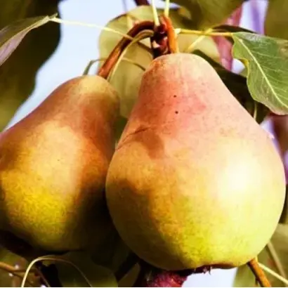 Сладкая из Млеева / Солодка з Млієва