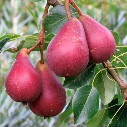 Старкримсон