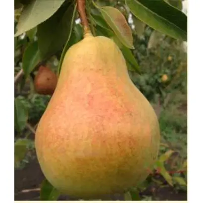 Сторожинецкая / Сторожинецька