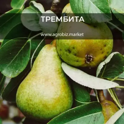 Трэмбита / Трембіта