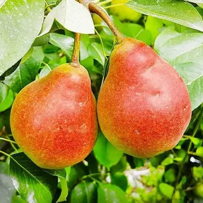 Любимица осенняя / Улюблена осіння