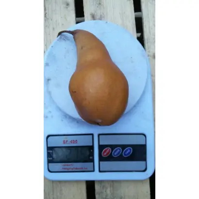 Хотинчанка