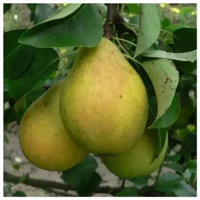 Чернивчанка / Чернівчанка