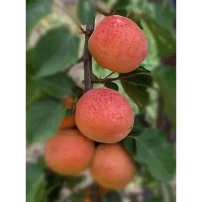 Bergeron 1 / Бержерон 1