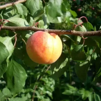 Ботсадівський