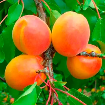 Wonder Cot 1 / Вондер Кот 1