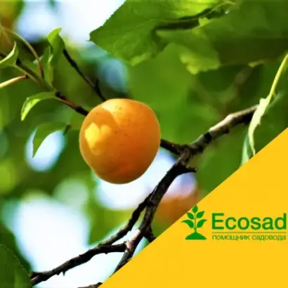 Дар Мелітополя