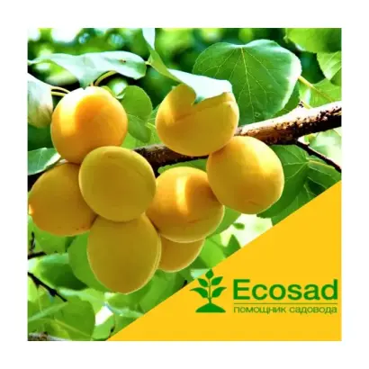 Мелитопольский поздний / Мелітопольський пізній