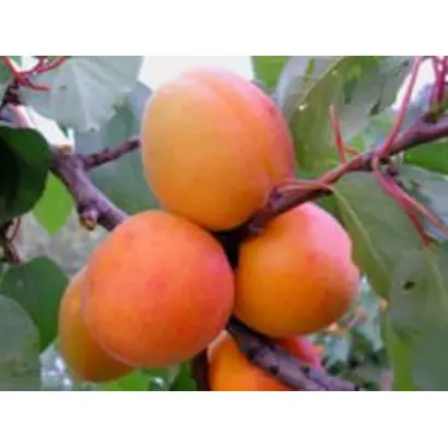 Мелитопольский ранний / Мелітопольський ранній