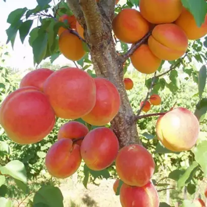 Пам'ять Кащенка