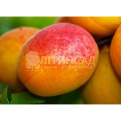 Perla 1 / Перла 1