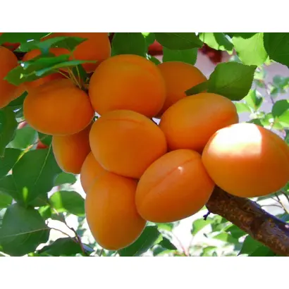 Полесский крупноплидный / Поліський крупноплідний