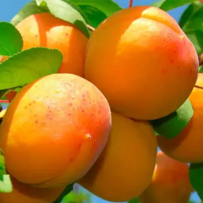 Тащенакський