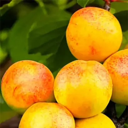 Ювілейний Федченкової