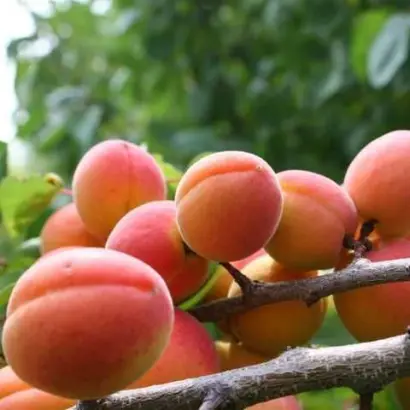 Краснощокий