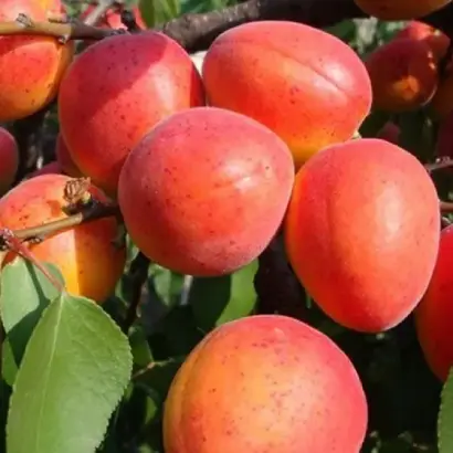 Мелитопольский лучистый (Червнэвый) / Мелітопольський лучистий