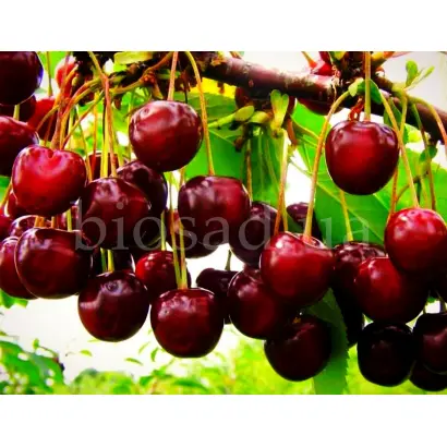 Відродження