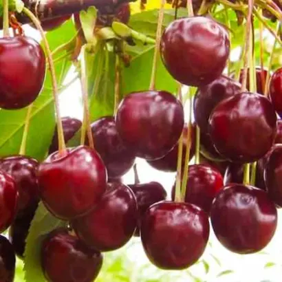 Встреча / Встрєча