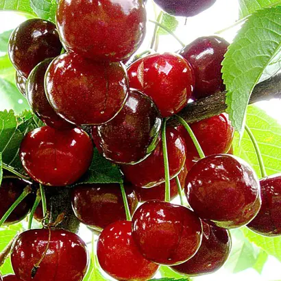 Игрушка / Ігрушка