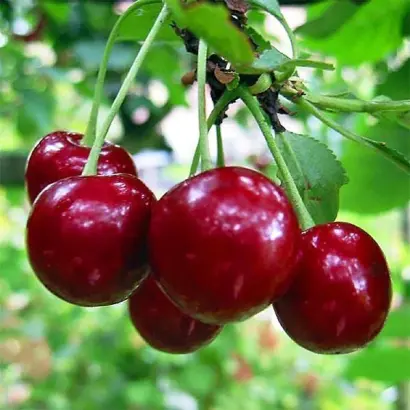 Lutowka / Лутовка