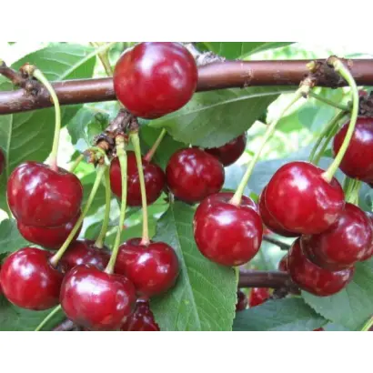 Солидарность / Солідарність