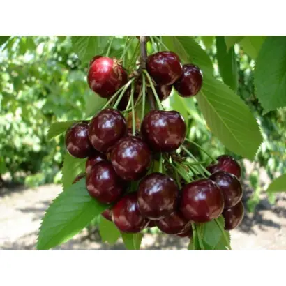 Студениківська