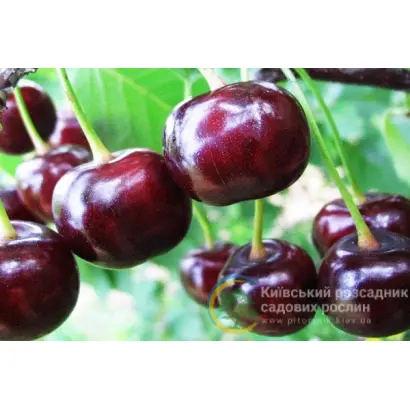 Ujfehertoi Furtos / Уйфегертої Фюртеш