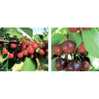 Альтруїстка