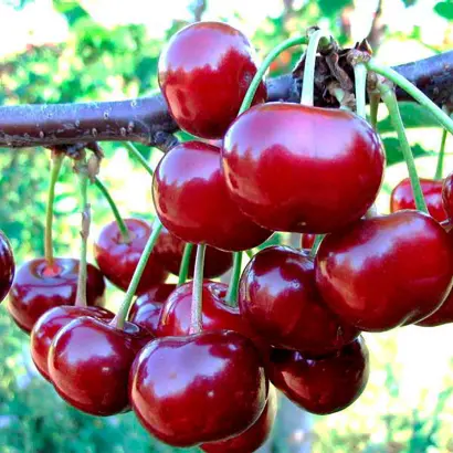 Гріот Подбєльський