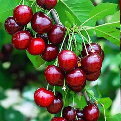 Гриот мелитопольский / Гріот мелітопольський