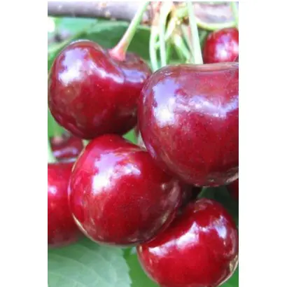 Любская / Любська