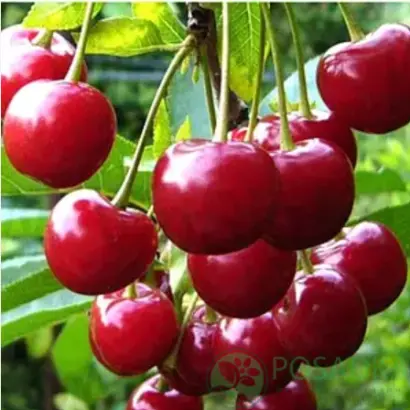 Мелитопольская десертная / Мелітопольська десертна