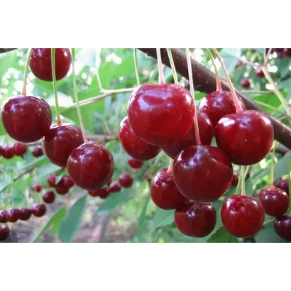 Пам'яті Вавілова