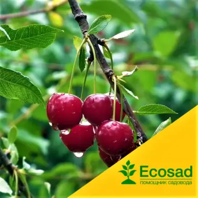 Приметная / Примітна