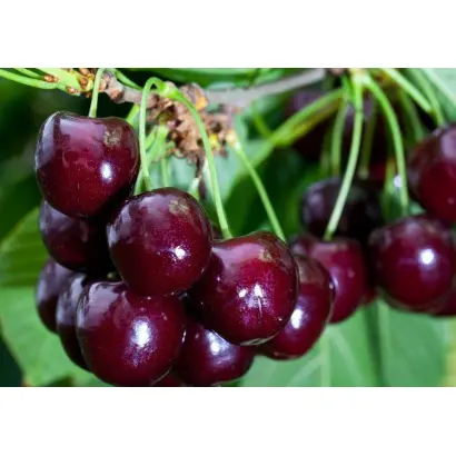 Спутница / Спутниця