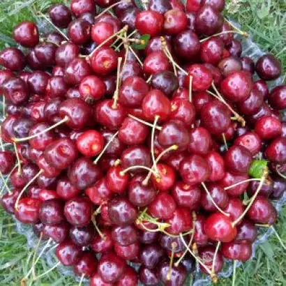 VSL 2.2 / ВСЛ 2.2