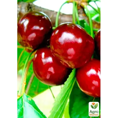 Анонс (Спутник) / Анонс