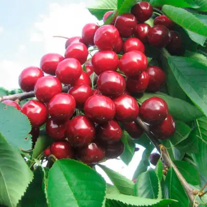 Валерий Чкалов / Валерій Чкалов