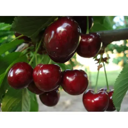 Gisela 5 / Гізела 5