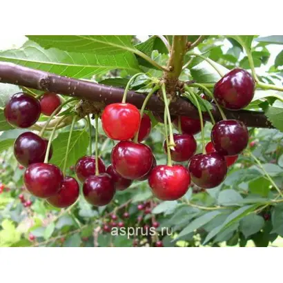 Gisela 6 / Гізела 6