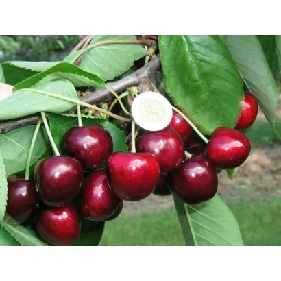 Giant Red / Джаєнт Ред