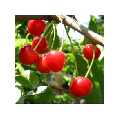 Зоряна (Возвращеніє)