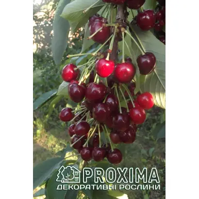 Китаевская черная / Китаївська чорна