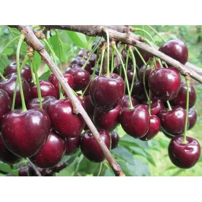 Kordia / Кордія