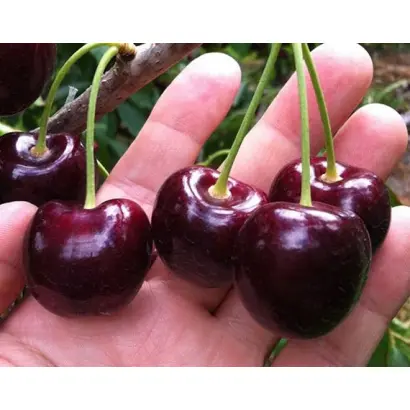 Крупноплодная / Крупноплідна