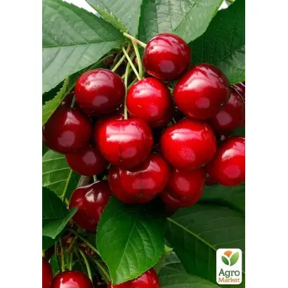 Ранняя дуки / Рання Дуки