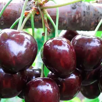 Regina / Регіна