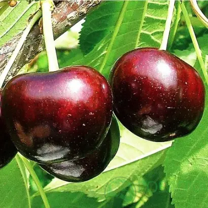 Summit / Самміт