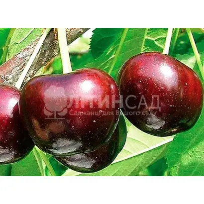 Sammit / Самміт