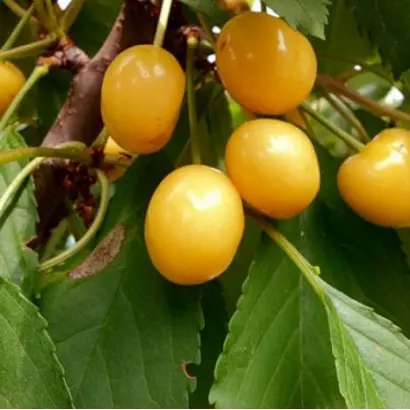 Сонячна мліївська